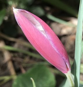 Tulip Peppermint Stick (2020, April 17)