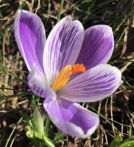 Crocus Pickwick (2020, March 06)