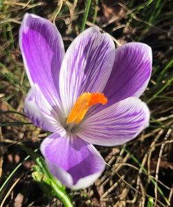 Crocus Pickwick (2020, March 06)