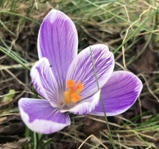 Crocus Pickwick (2020, March 06)