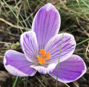 Crocus Pickwick (2020, March 06)