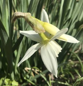 Narcissus Thalia (2020, April 02)