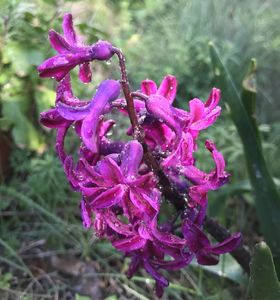 Hyacinth Woodstock (2020, March 30)