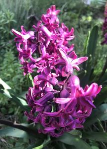 Hyacinth Woodstock (2020, April 02)