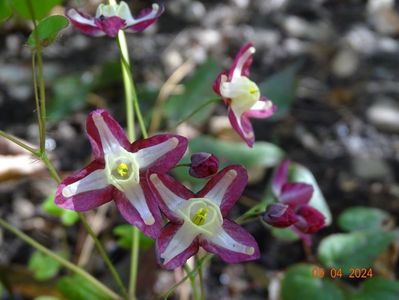 epimedium rubrum