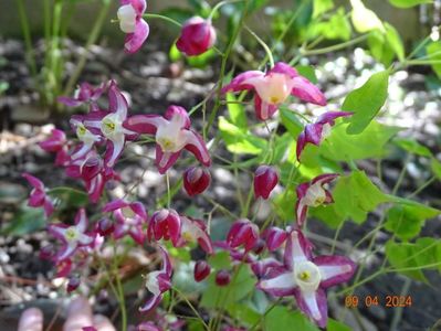 epimedium rubrum