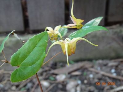 epimedium Amber Queen