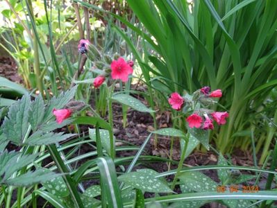 pulmonaria Shrimps on the Barbie