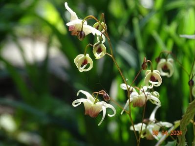 epimedium Domino