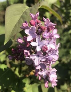 Lilac (2020, April 12)