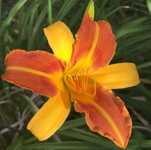 Daylily Frans Hals (2020, July 13)