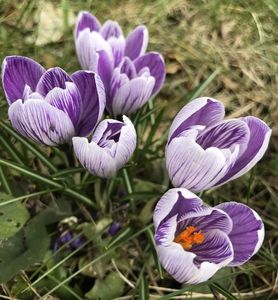 Crocus Pickwick (2021, March 19)