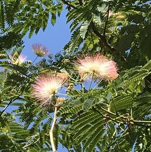 Albizia julibrissin_Silk Tree (2020, Jul.07)