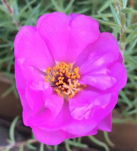 Portulaca grandiflora (2020, Aug.05)