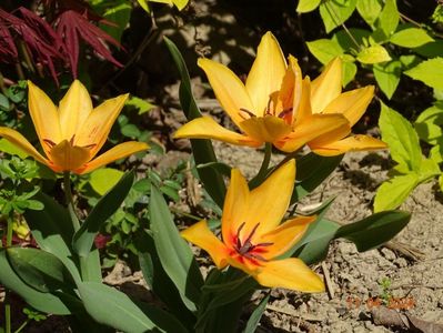 tulipa Shogun