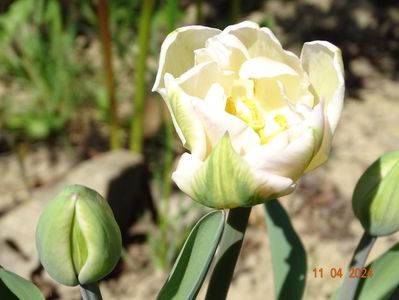 tulipa Finola