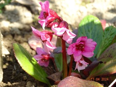 bergenia Flirt