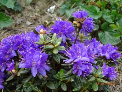 rhododendron Purple Pillow