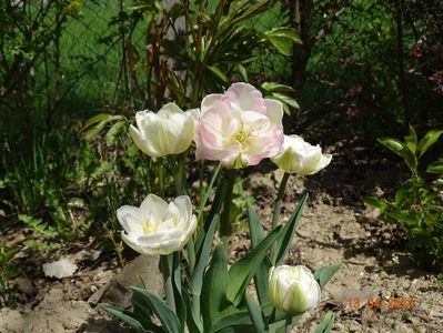 tulipa Finola