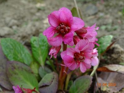 bergenia Flirt