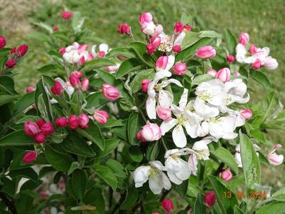 malus Pomzai