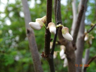 cercis canadensis