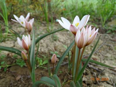 tulipa Hilde