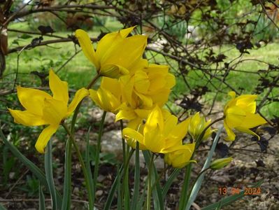 tulipa sylvestris