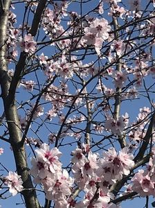 Ornamental Peach Tree (2020, Apr.02)