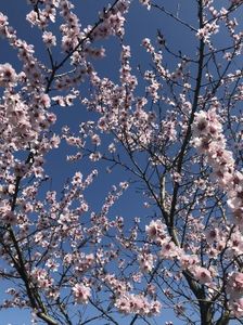 Ornamental Peach Tree (2020, Apr.02)