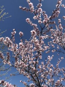 Ornamental Peach Tree (2020, Apr.02)