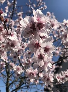 Ornamental Peach Tree (2020, Apr.02)