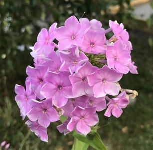 Phlox paniculata Pink (2020, July 13)