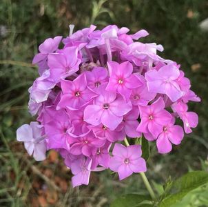 Phlox paniculata Pink (2020, July 13)