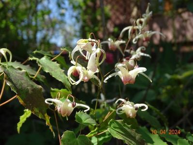 epimedium Domino