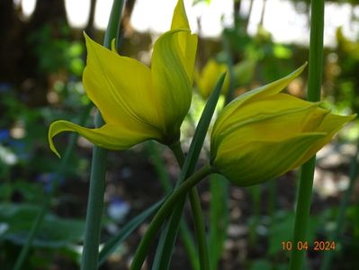 tulipa sylvestris