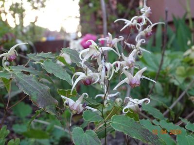 epimedium Domino