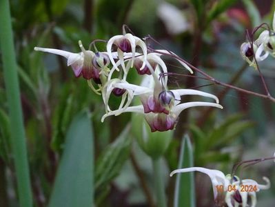 epimedium Domino