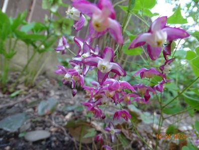 epimedium rubrum