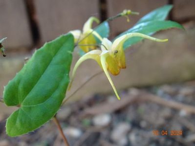 epimedium Amber Queen