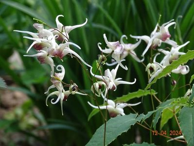 epimedium Domino