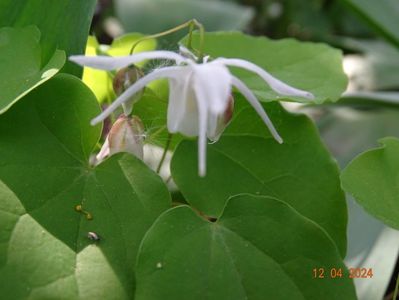 epimedium Yenomoto