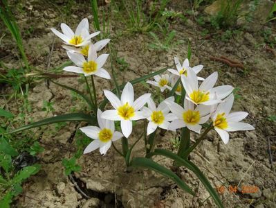 tulipa Hilde