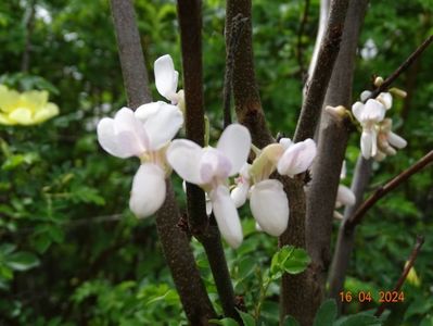 cercis canadensis