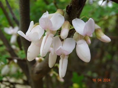 cercis canadensis