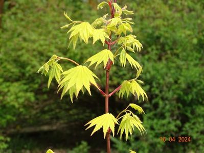 acer shirasawanum Jordan