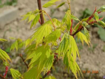 acer shirasawanum Jordan