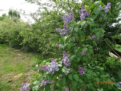 syringa Nadezhda