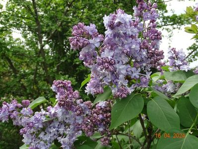 syringa Nadezhda