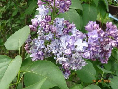 syringa Nadezhda